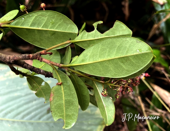 Byrsonima ligustrifolia