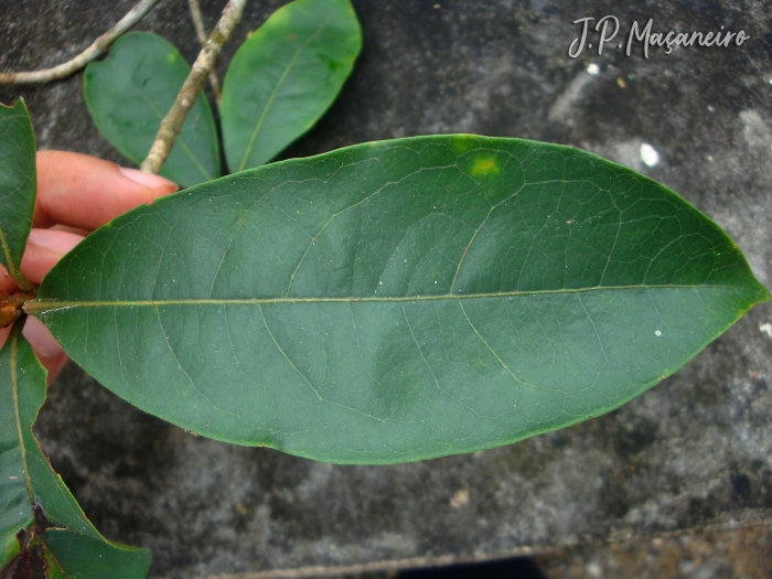 Byrsonima ligustrifolia