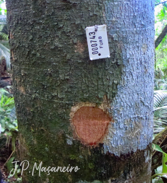 Byrsonima ligustrifolia