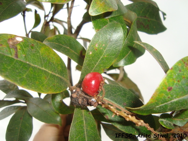 Byrsonima ligustrifolia