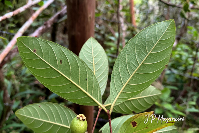 Psidium guineense