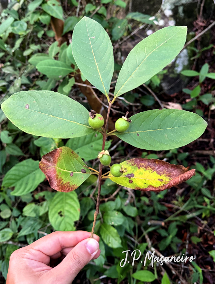 Psidium guineense