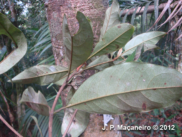 Byrsonima ligustrifolia