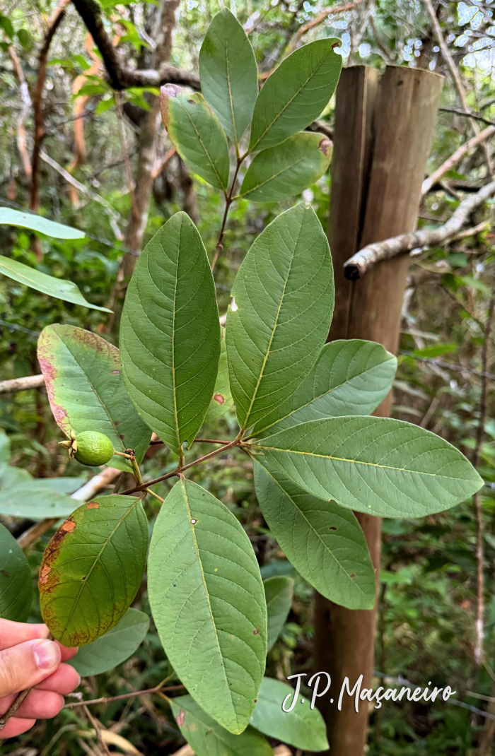 Psidium guineense