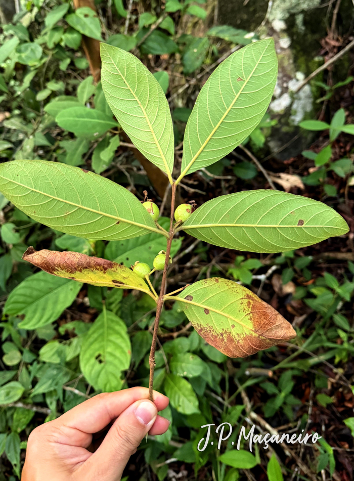 Psidium guineense
