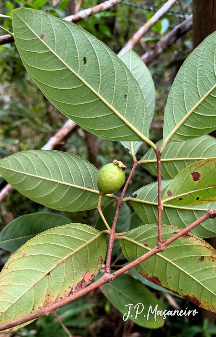 Psidium guineense