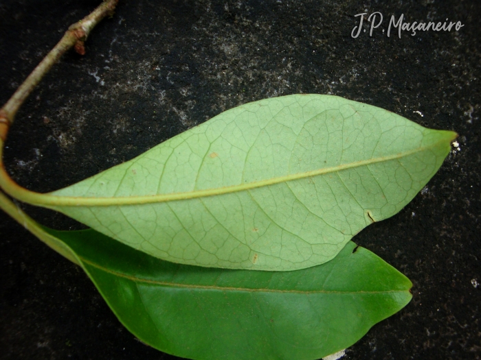 Byrsonima ligustrifolia