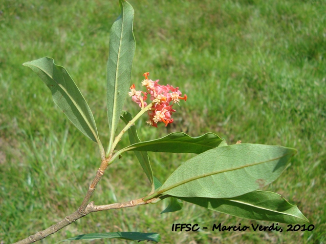 Byrsonima ligustrifolia