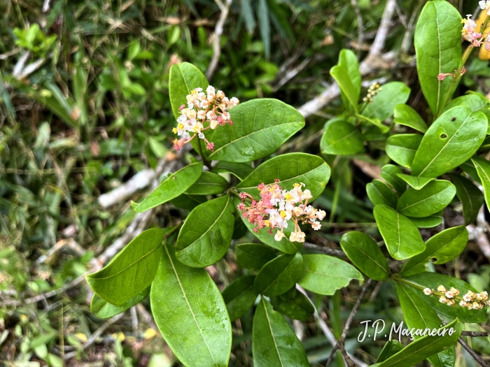 Byrsonima ligustrifolia