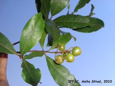 Byrsonima ligustrifolia