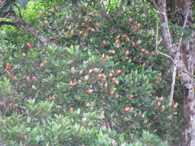 Byrsonima ligustrifolia