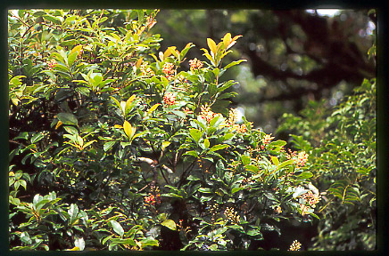 Byrsonima ligustrifolia