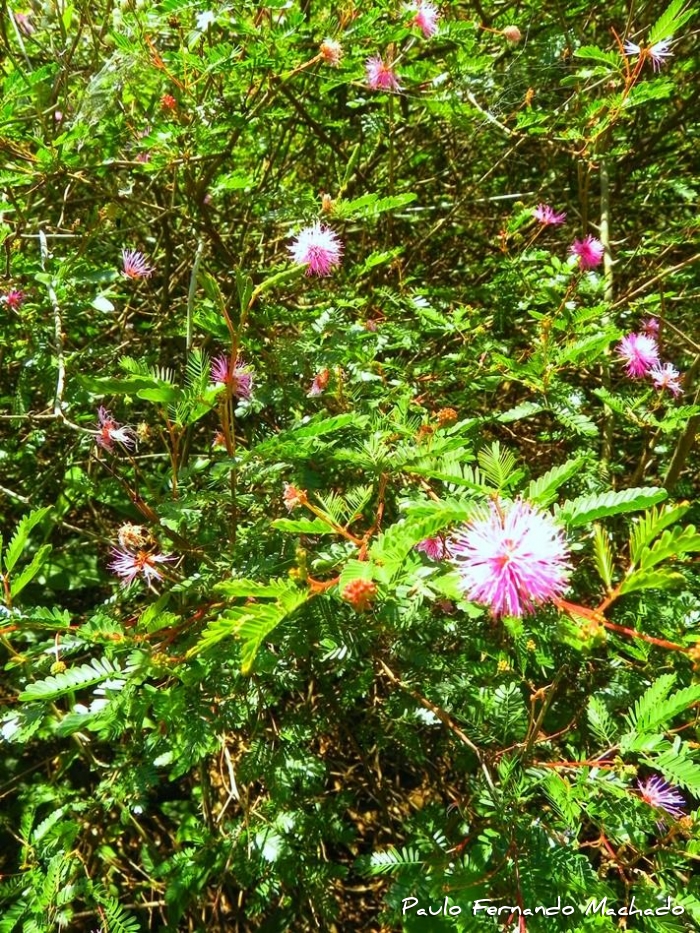 Mimosa uraguensis