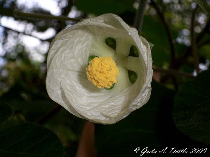 Abutilon amoenum