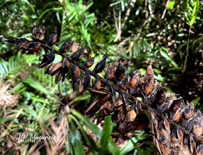 Vriesea tijucana