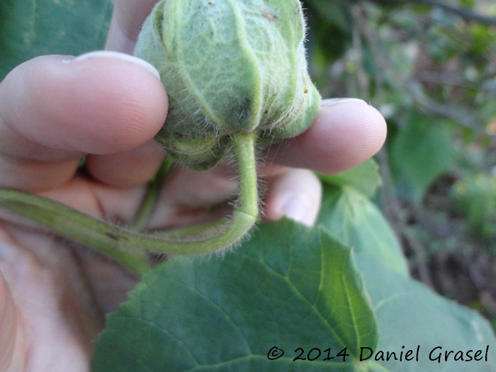 Abutilon amoenum