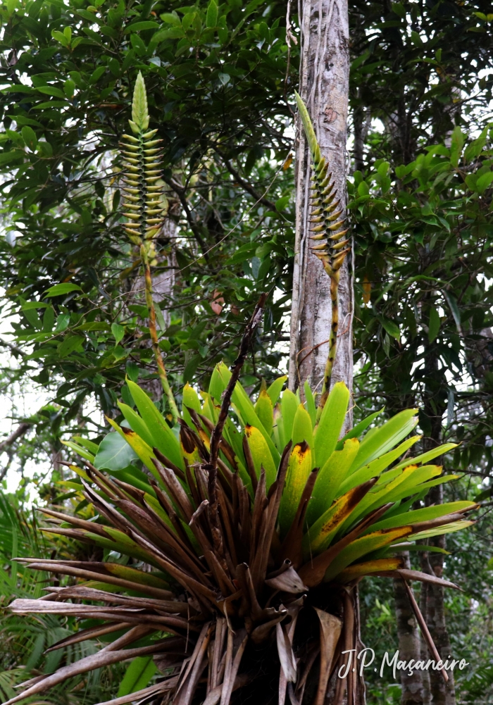 Vriesea tijucana