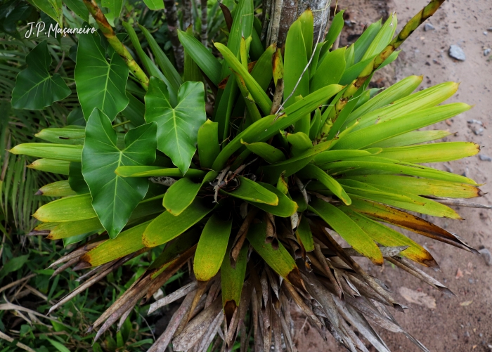 Vriesea tijucana