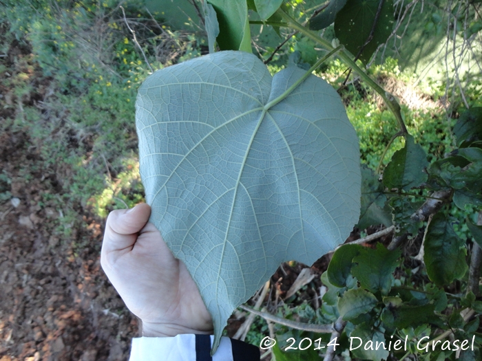 Abutilon amoenum