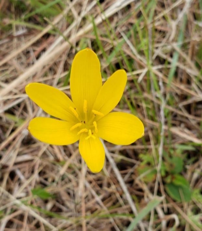 Zephyranthes lagesiana