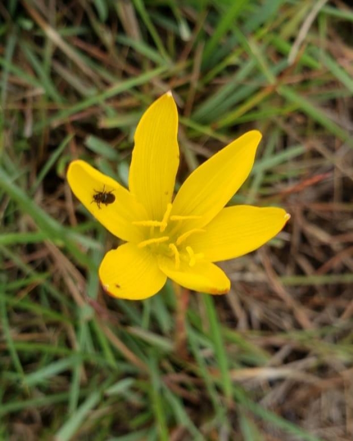 Zephyranthes lagesiana