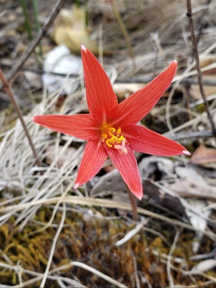 Habranthus ruber