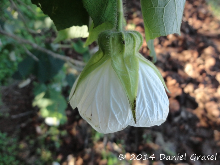 Abutilon amoenum