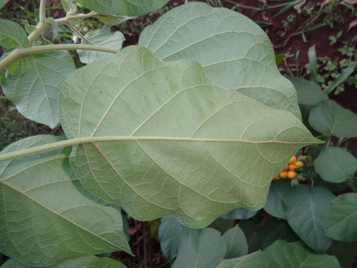 Solanum abutiloides