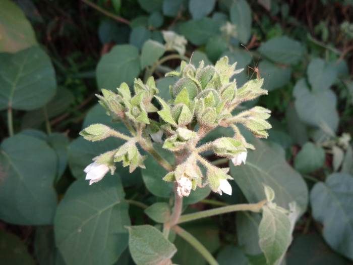 Solanum abutiloides