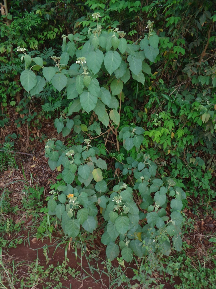 Solanum abutiloides