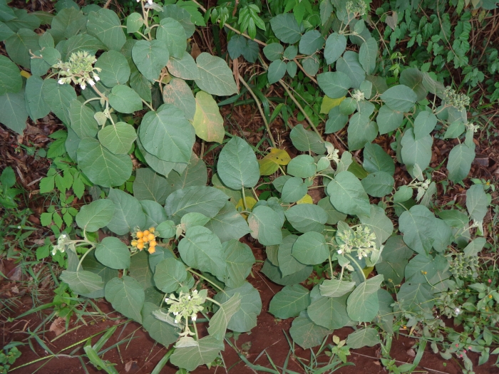 Solanum abutiloides