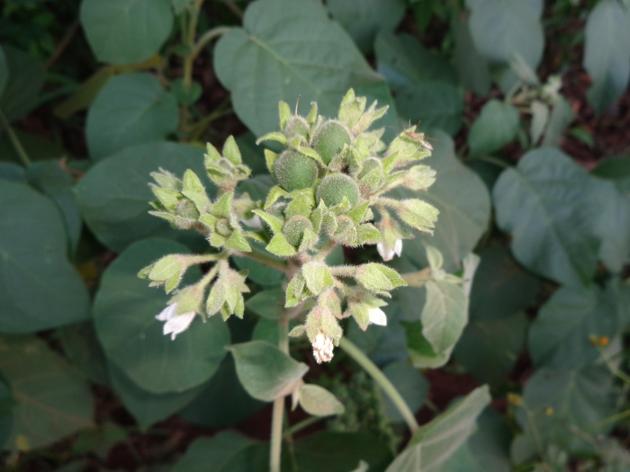 Solanum abutiloides