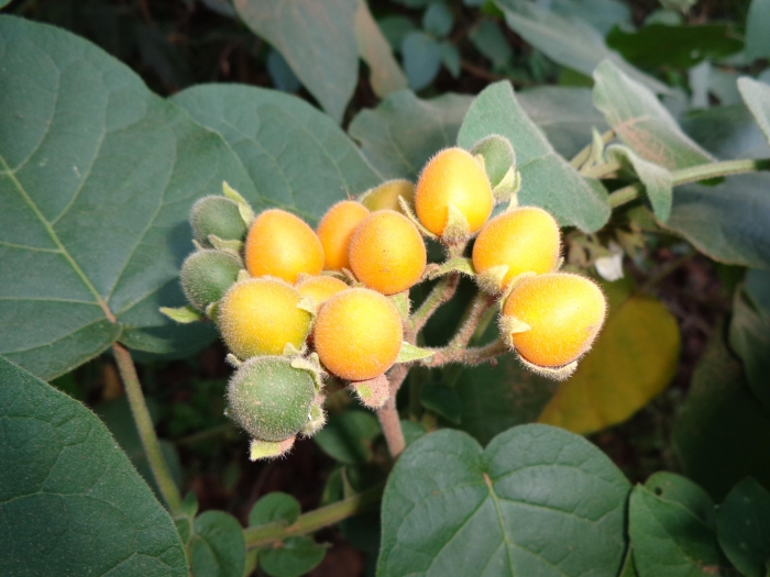 Solanum abutiloides