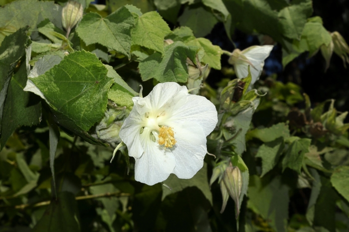 Abutilon amoenum