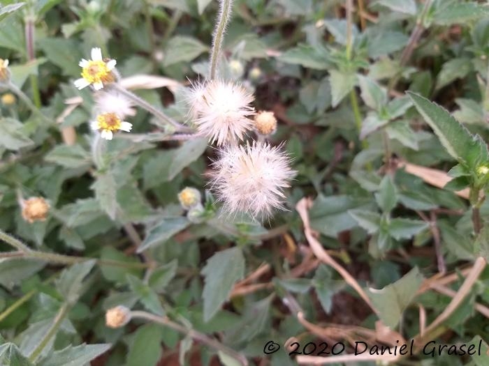 Tridax procumbens