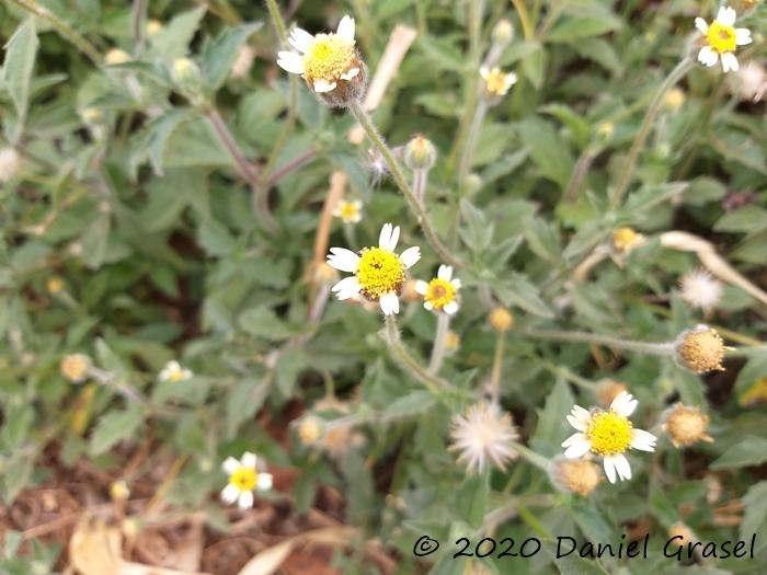 Tridax procumbens