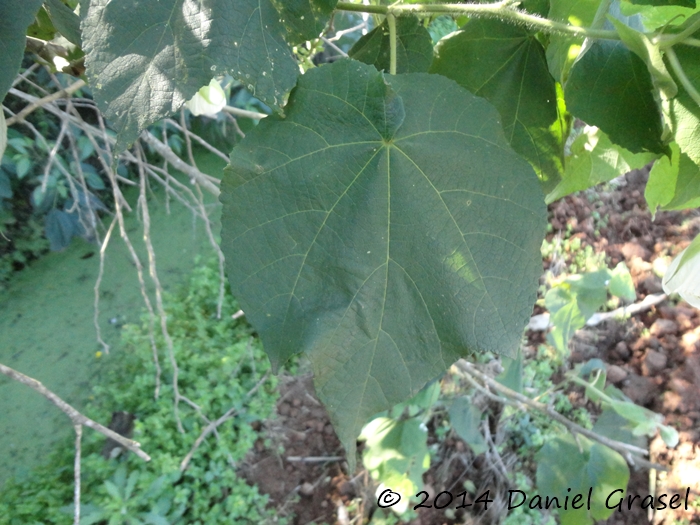 Abutilon amoenum