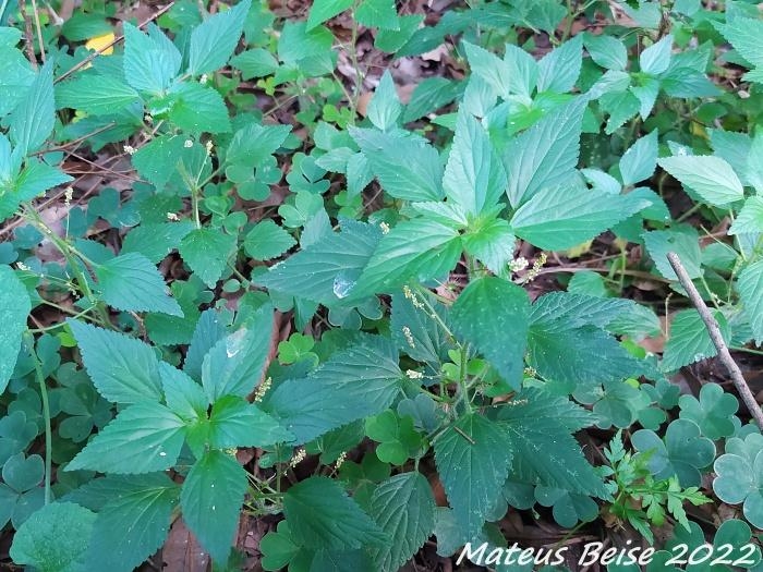 Acalypha poiretii