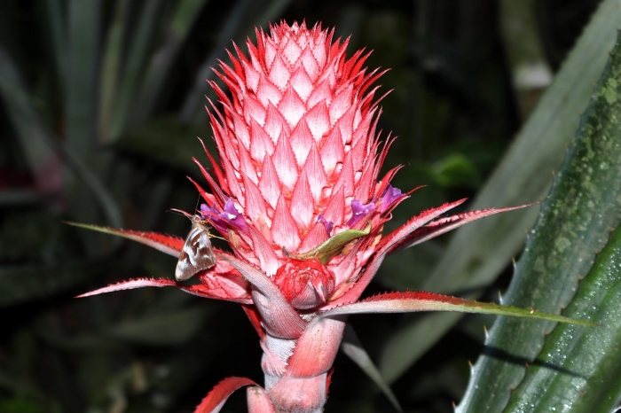 Ananas bracteatus