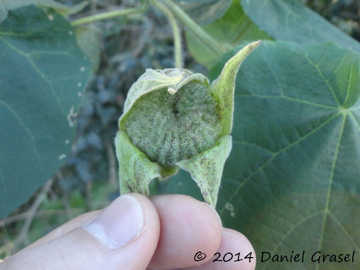 Abutilon amoenum