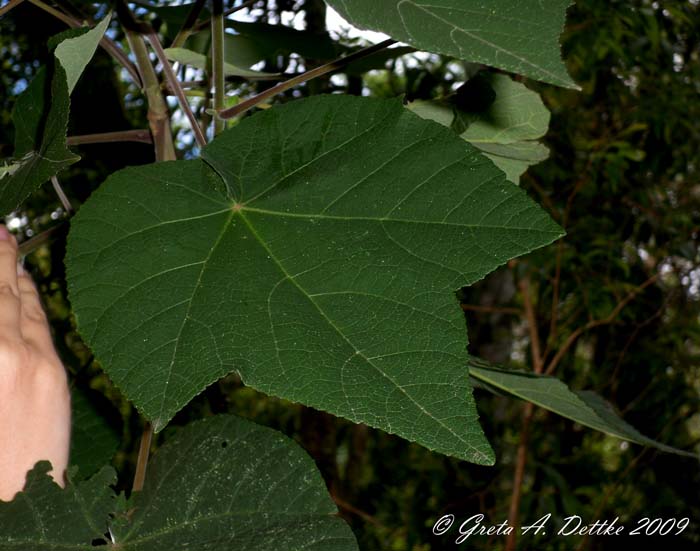 Abutilon amoenum