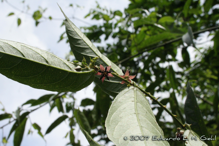 Byttneria australis