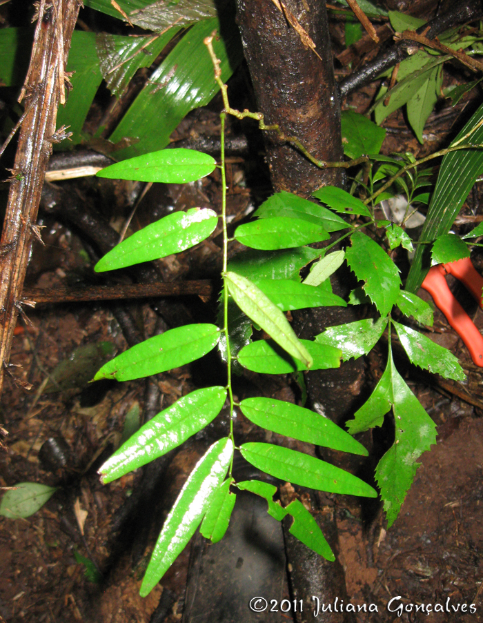 Byttneria australis