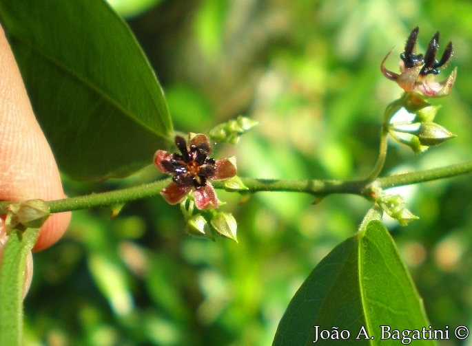 Byttneria australis