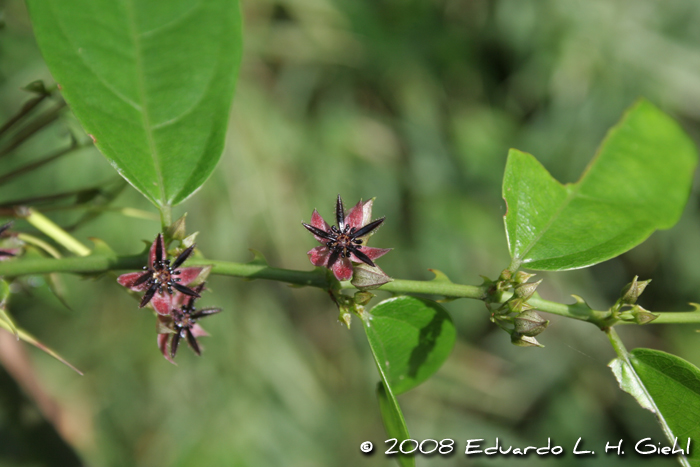 Byttneria australis