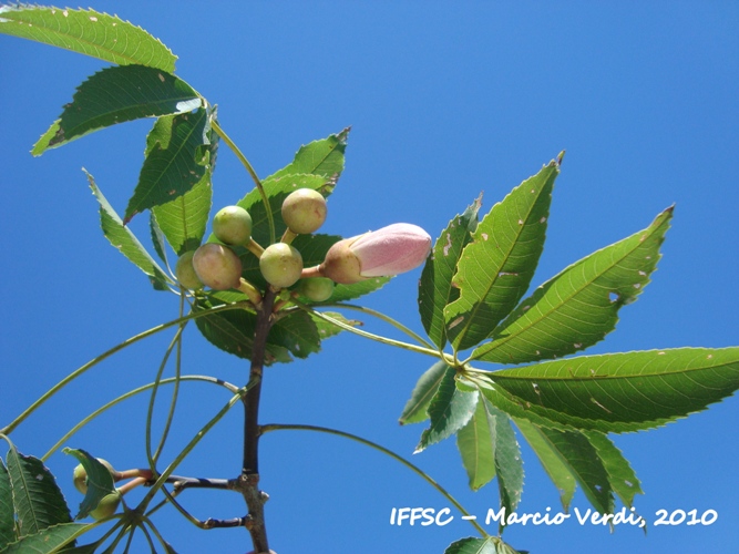 Ceiba speciosa