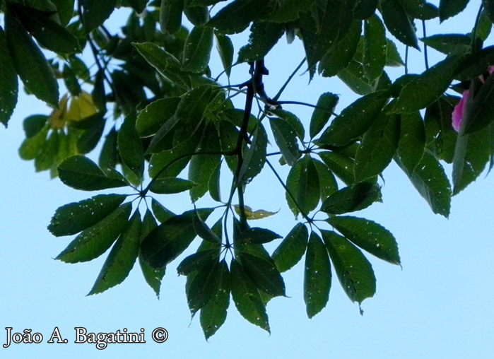 Ceiba speciosa