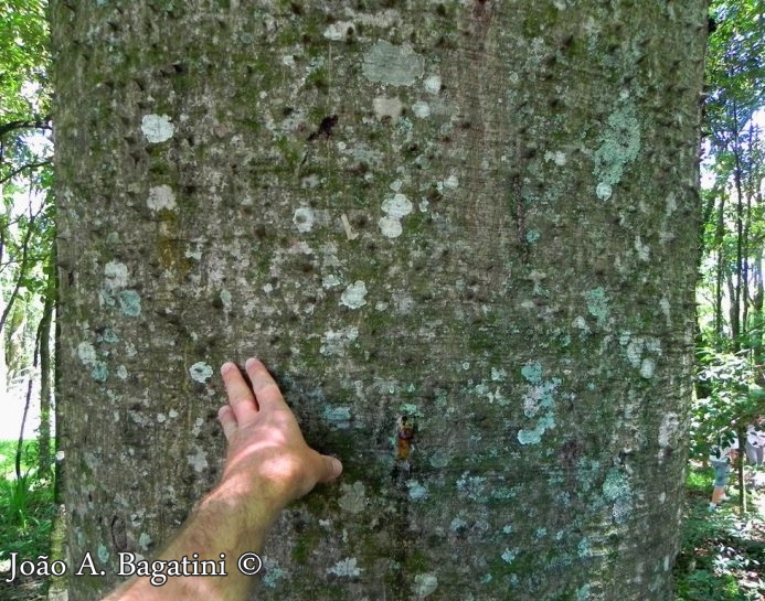 Ceiba speciosa