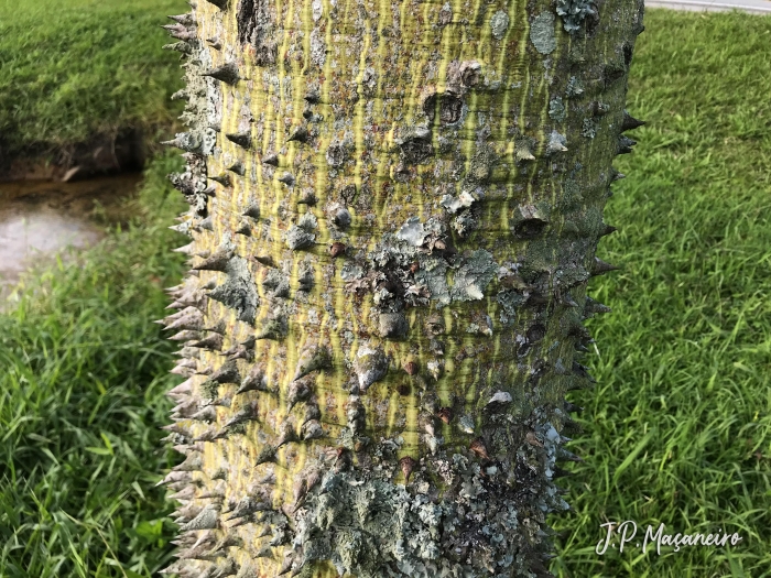 Ceiba speciosa