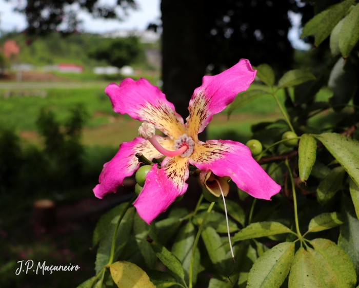 Ceiba speciosa